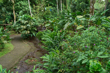 La Fortuna, Costa Rica - November 20, 2024 - the Rufous garden in the Mistico Arenal Hanging Bridges Park in Provincia de Alajuela 