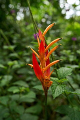 La Fortuna, Costa Rica - November 20, 2024 - the Rufous garden in the Mistico Arenal Hanging Bridges Park in Provincia de Alajuela 