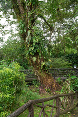 La Fortuna, Costa Rica - November 20, 2024 - the Rufous garden in the Mistico Arenal Hanging Bridges Park in Provincia de Alajuela 