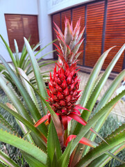 Obraz premium Red Unripe Pineapple In Colombia