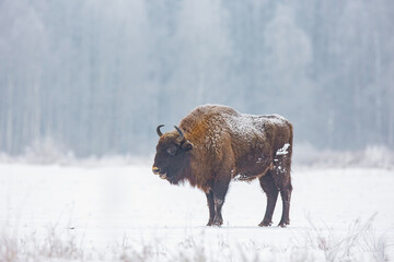 Żubr europejski zimą (European bison in the winter)   Bison bonasus  © Michal Przystas