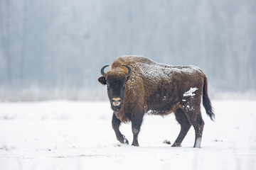 Żubr europejski zimą (European bison in the winter)   Bison bonasus  © Michal Przystas