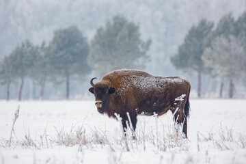 Żubr europejski zimą (European bison in the winter)   Bison bonasus  © Michal Przystas