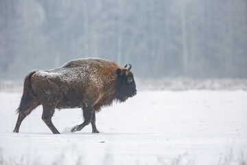 Żubr europejski zimą (European bison in the winter)   Bison bonasus 