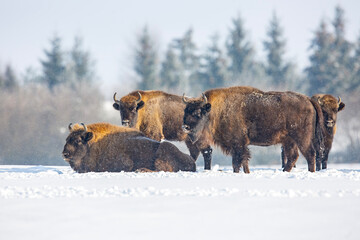 Żubr europejski / European bison / Bison bonasus  © Michal Przystas