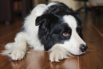 Fototapeta premium Cute puppy dog border collie lying down playing with funny face on floor at home indoors. Pet dog resting ready to sleep indoor. Funny emotional dog Love for pets friendship companion pet care
