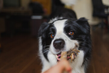 Fototapeta premium Pet activity. Funny puppy dog border collie holding toy rope in mouth playing at home indoors. Owner hand playing with dog at home. Dog wants to playing with owner. Love for pets friendship companion