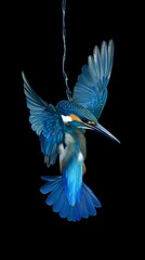 Obraz premium Kingfisher diving into water 