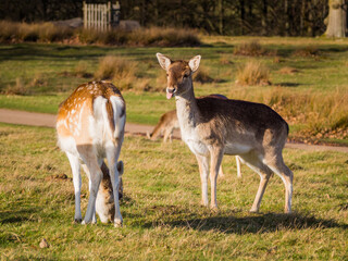 Deer with tongue out and rear of deer