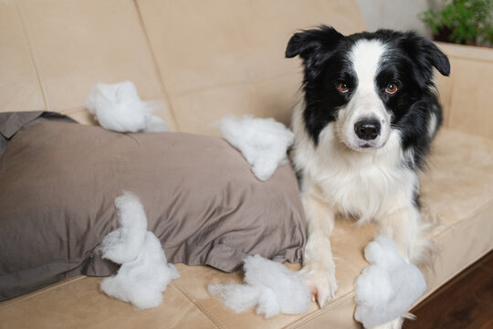 Naughty playful puppy dog border collie after mischief biting pillow lying on couch at home. Guilty dog and destroyed living room. Damage messy home and puppy with funny guilty look
