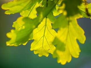 Backlit oak leaves