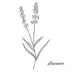 Obraz premium Aroma herbal lavender purple flower natural relaxation in aromatherapy, tea, medicine, candle, decor 