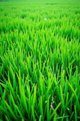 Obraz premium Perfectly manicured short grass, vibrant green field , outdoor, perfect, bright