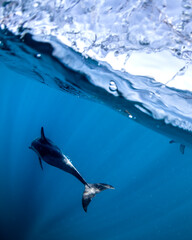 Image of A graceful pod of common dolphins glides through the clear, blue waters off the coast of New South Wales, Australia, showcasing the harmony of ocean life. printed on Printed Aluminium Shower Panels