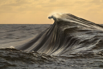 A dramatic wave rises sharply, capturing the raw power and motion of the ocean under a moody sky....