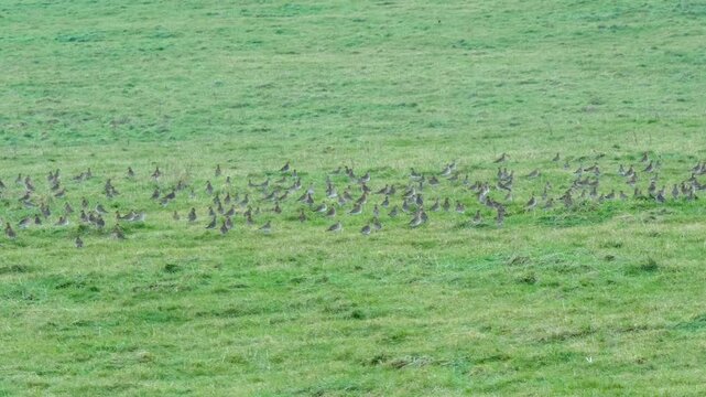 a flock of hundreds of Golden Plover (Pluvialis dominica) on a grass meadow