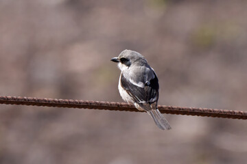 Kanaren-Raubwürger (Lanius excubitor koenigi) in Rückansicht sitzt auf einer gewellten rostigen Eisenstange - nahe Femes, Los Ajaches, Lanzarote