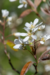 Close up of smooth serviceberry (amelanchier laevis) flowers in bloom