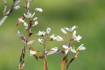 Close up of smooth serviceberry (amelanchier laevis) flowers in bloom