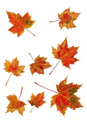 autumnal colorful leaves at autumn