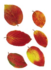 Fototapeta premium autumnal colorful leaves at autumn