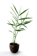 Fototapeta premium growing green sprouts of ginger plant close up
