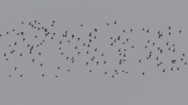 a flock of hundreds of Golden Plover (Pluvialis dominica) flying over meadows and grassland