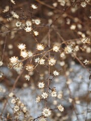Beautiful dried flowers with delicate white petals creating a soft, natural tapestry in a serene outdoor setting