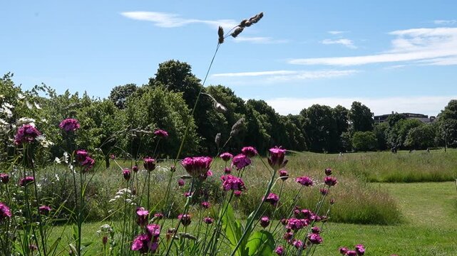 Landscape: Tree, grass and pink flowers in the park in England, Blue sky 