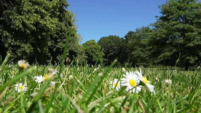 Landscape: Tree, grass and flowers in the park in England, Blue sky 