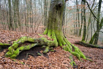 Gigantic roots of an old tree