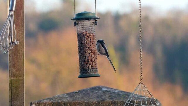 close-up of a long-tailed tits (Aegithalos caudatus) eating from a peanut bird feed