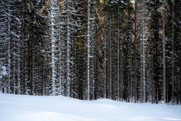 Fototapeta premium Edge of a coniferous forest on a winter morning, Norway