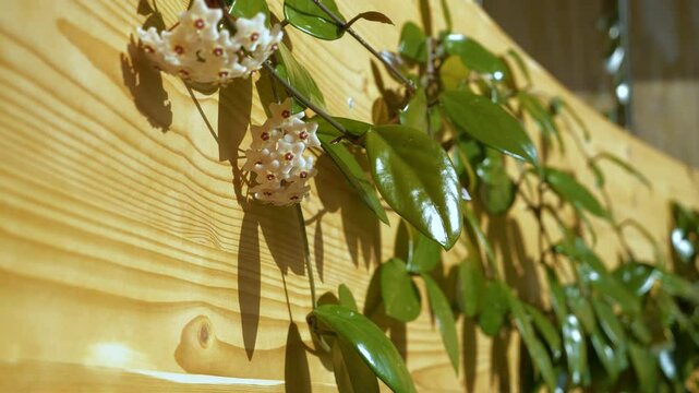 CLOSE UP, DOF: Hoya Carnosa vine elegantly trails along wooden surface. Clusters of white, starshaped flowers with pink centers stand out amidst waxy green leaves. Vibrant and exotic indoor jungle.