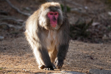 Japanese Macaque Monkey - Kyoto Japan