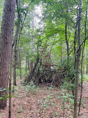 tree branch structure in the forest