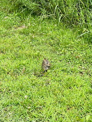 baby bunny in the grass
