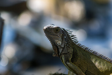 Lagarto o iguana