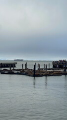 Fototapeta premium sea lions at the harbor