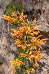 Flower of the orange trumpet vine, or flamevine, Pyrostegia venusta.