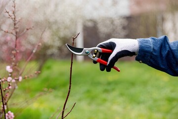 A hand wearing gloves is carefully pruning branches of a flowering plant. The garden is vibrant with blossoms, indicating spring's arrival and the importance of maintenance.