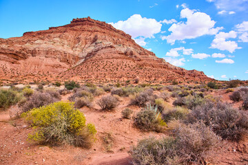 Red Rock Formation and Desert Flora in Gooseberry Mesa Low Angle View