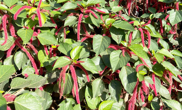 Acalypha hispida or Chenille plant, Philippines Medusa, Red hot cat's tail tropical red flowers in the garden of Tenerife,Canary Islands,Spain,Selective focus.
