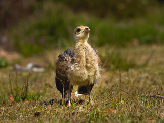 Peacock chick standing proudly