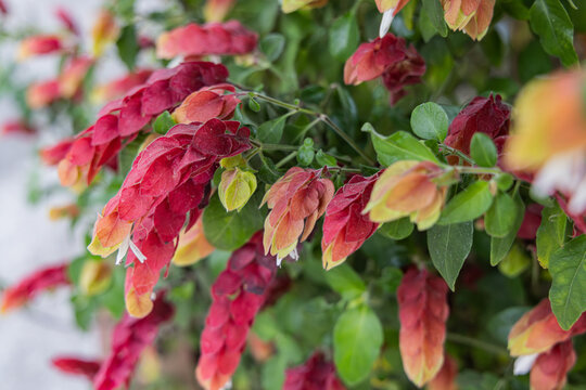 Red leaves of a shrimp plant, Justicia brandegeeana.