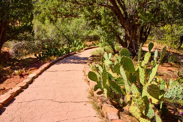 Pathway Through Prickly Pears and Trees Zion National Park Eye Level View