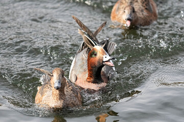 Fototapeta premium Japanese Wigeons - Tokyo