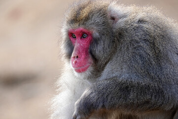 Fototapeta premium Japanese Macaque Monkey - Kyoto Japan