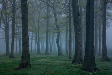 Obraz premium A dark, fog-filled scene in Suffolk County, Long Island, featuring trees shrouded in mist, creating a moody and atmospheric landscape that feels both serene and mysterious.