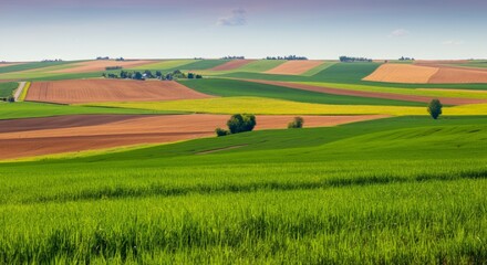 Fototapeta premium Large field of green grass with a few trees scattered throughout